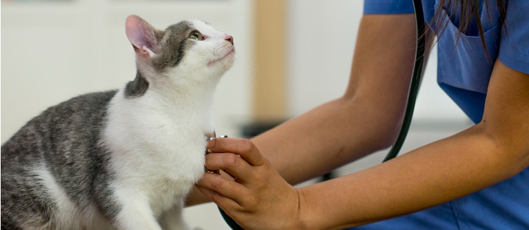 Veterinary Medicince Cat