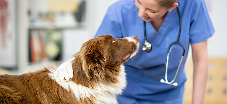 Veterinary staff with dog