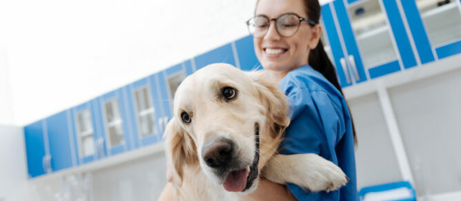 Best practices in client engagement and payment capture for veterinary clinics continuing education webinar