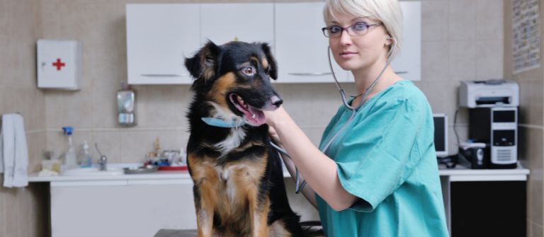 Veterinary Staff Shortages: What You Should Know